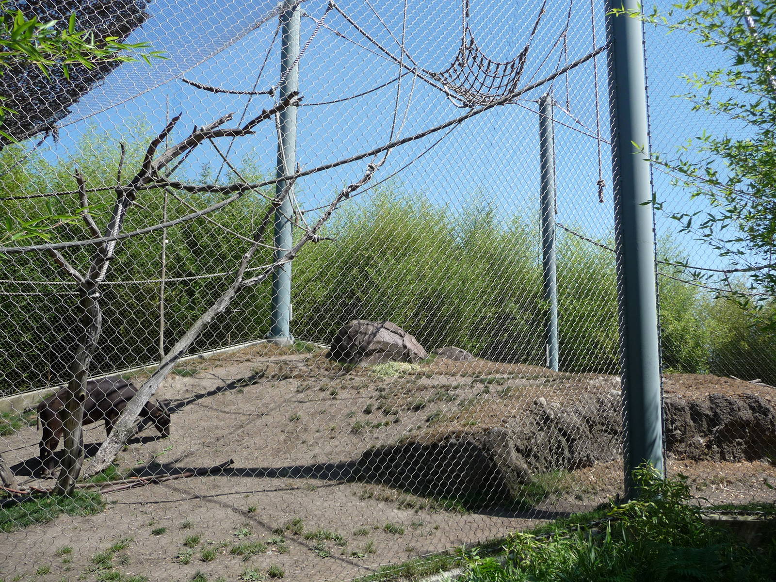 Asian Forest Sanctuary - Broadleaf Forest