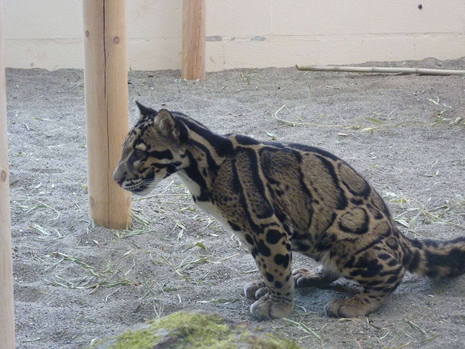 Asian Forest Sanctuary - Clouded Leopard