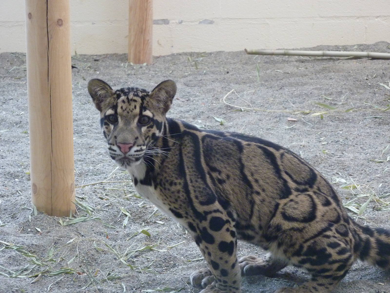 Asian Forest Sanctuary - Clouded Leopard