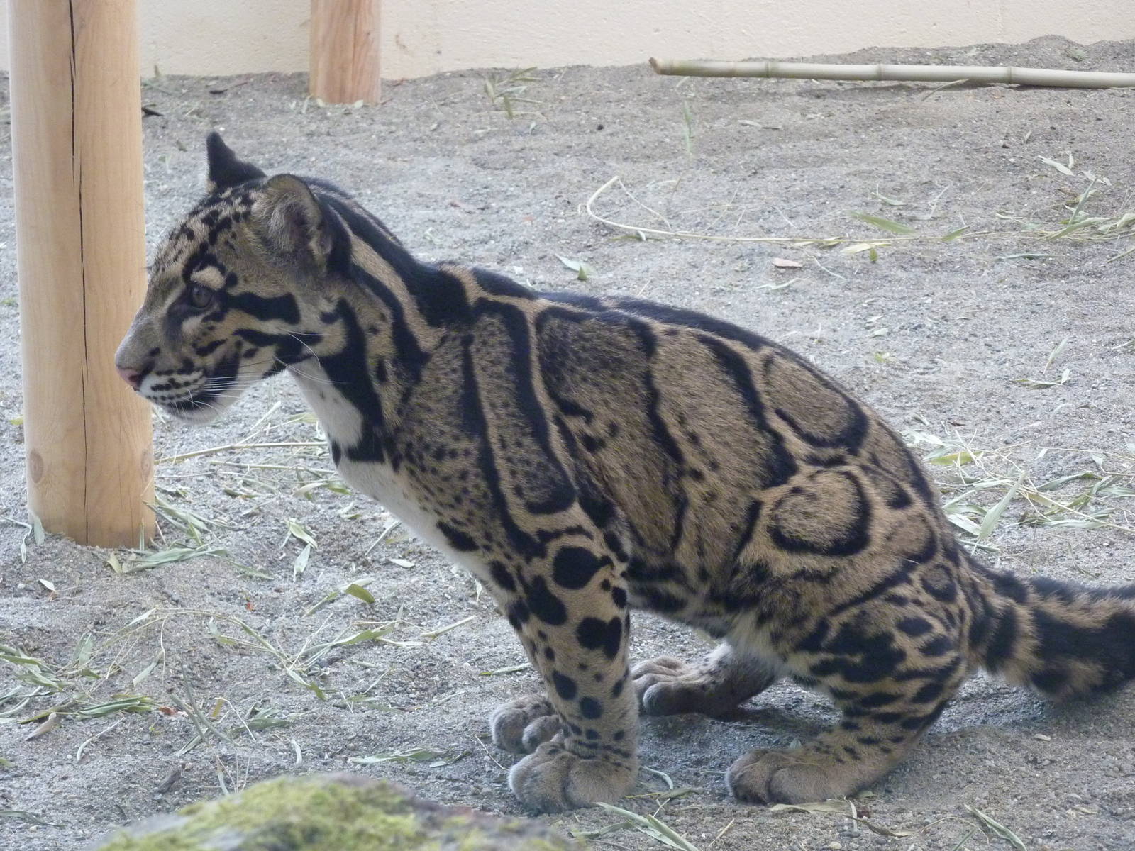 Asian Forest Sanctuary - Clouded Leopard