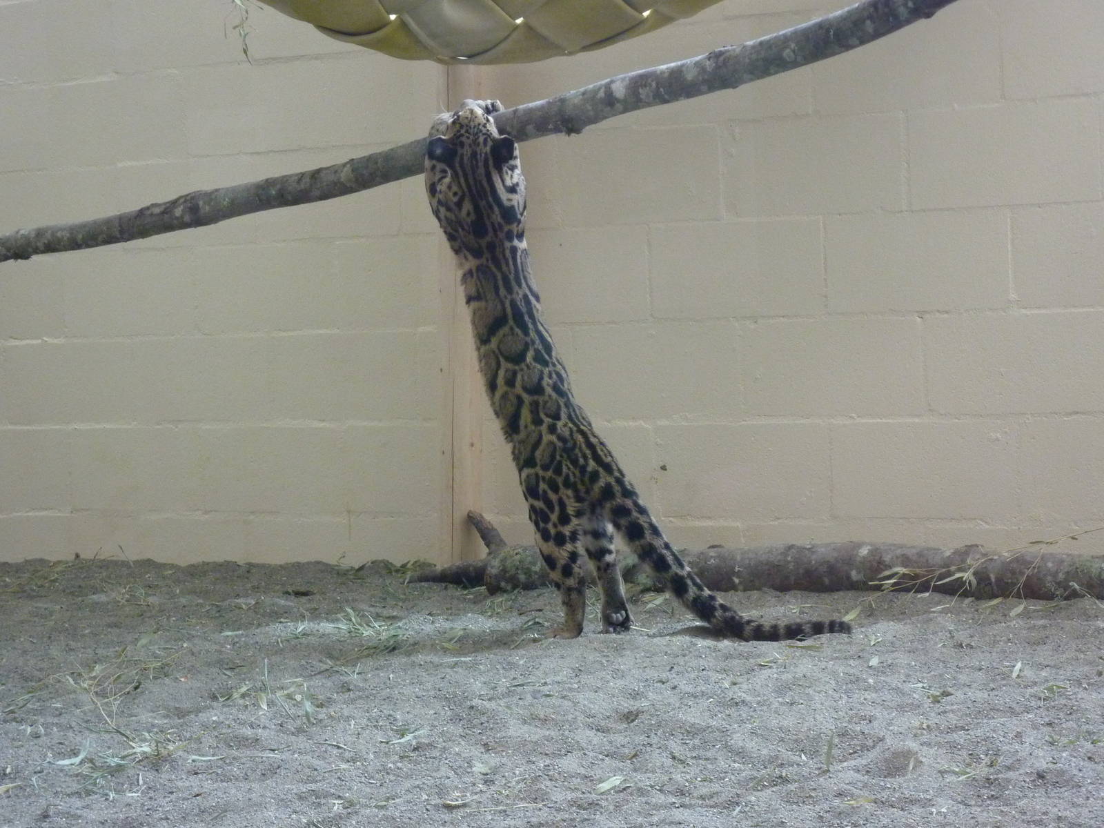 Asian Forest Sanctuary - Clouded Leopard