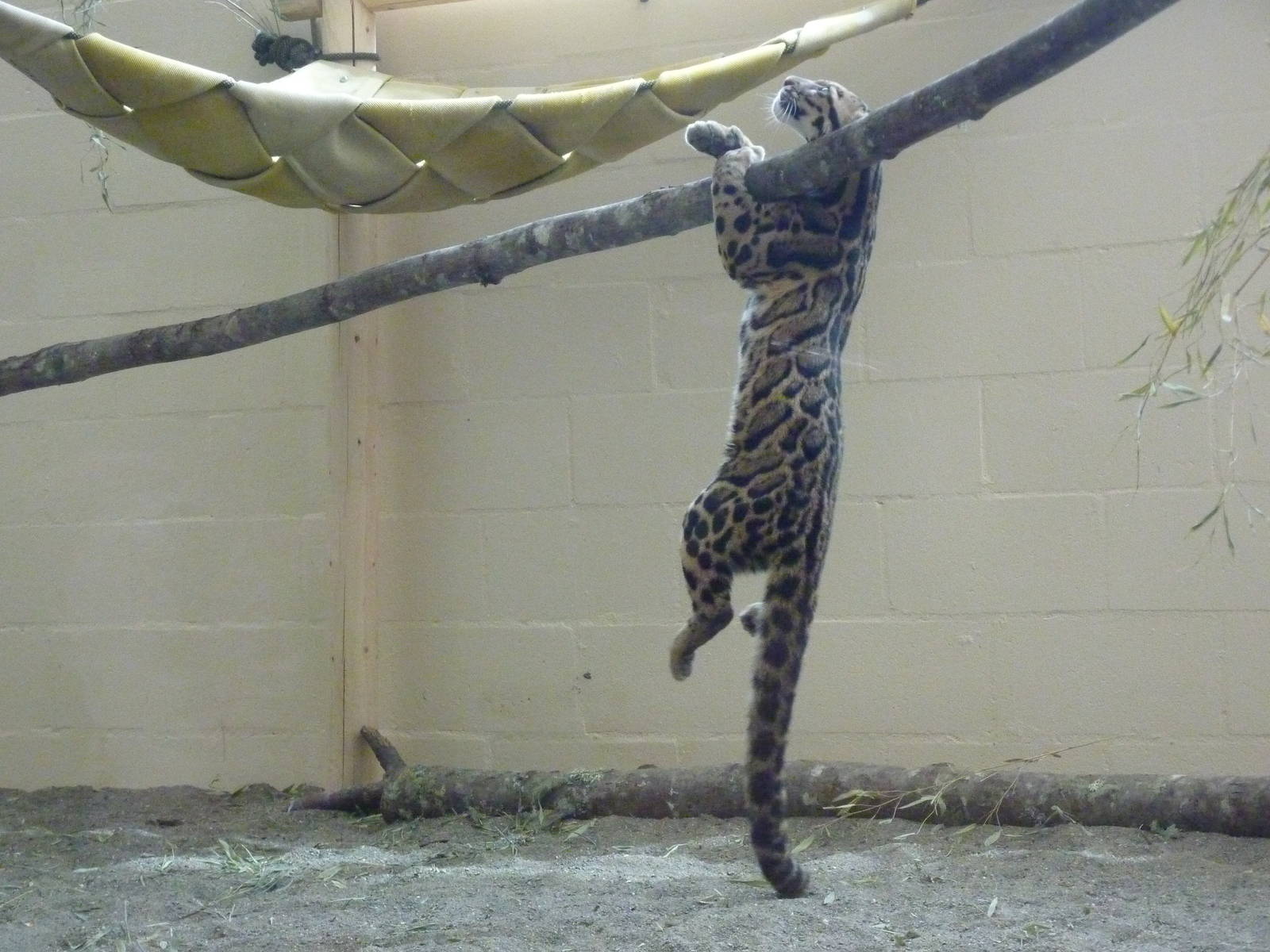 Asian Forest Sanctuary - Clouded Leopard