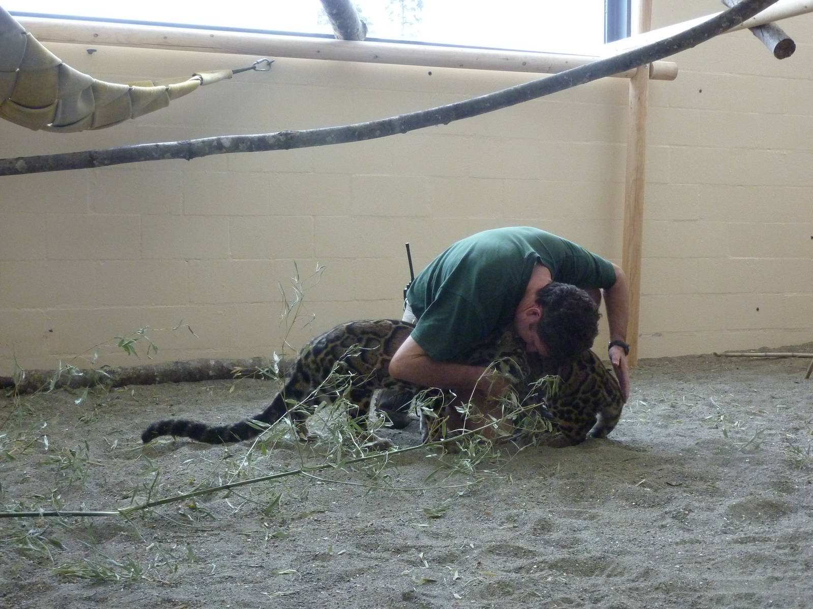 Asian Forest Sanctuary - Clouded Leopards
