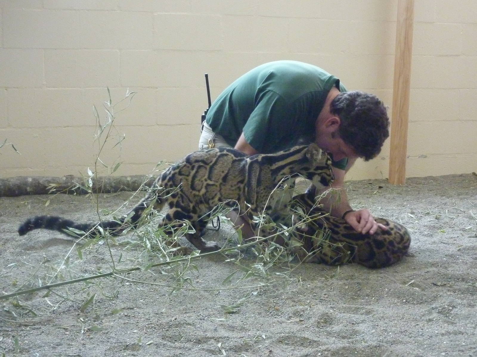 Asian Forest Sanctuary - Clouded Leopards
