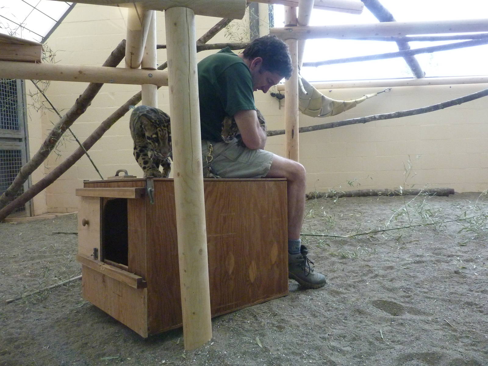 Asian Forest Sanctuary - Clouded Leopards
