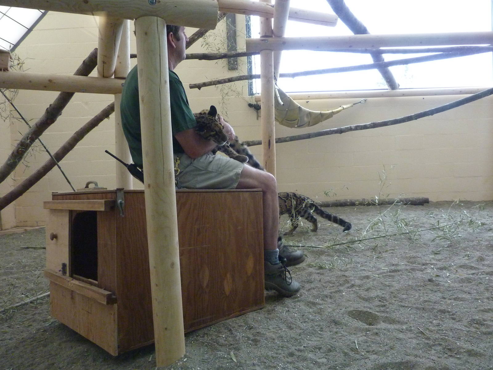 Asian Forest Sanctuary - Clouded Leopards