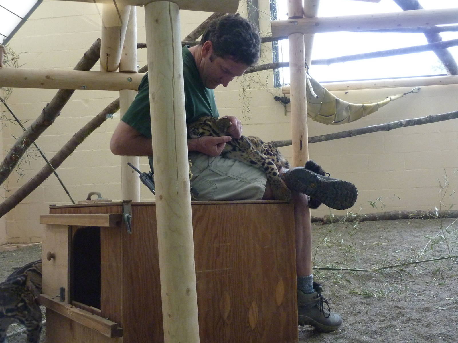 Asian Forest Sanctuary - Clouded Leopards