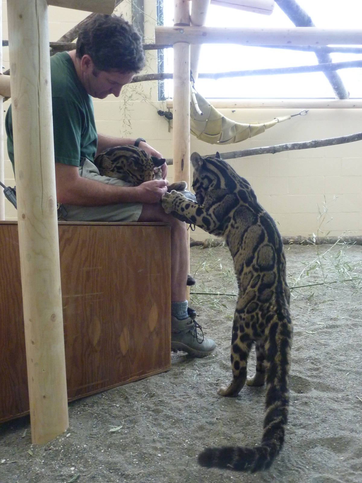 Asian Forest Sanctuary - Clouded Leopards