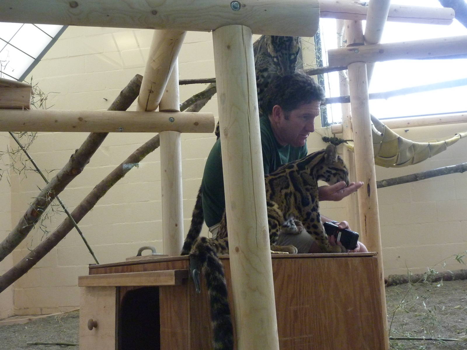 Asian Forest Sanctuary - Clouded Leopards