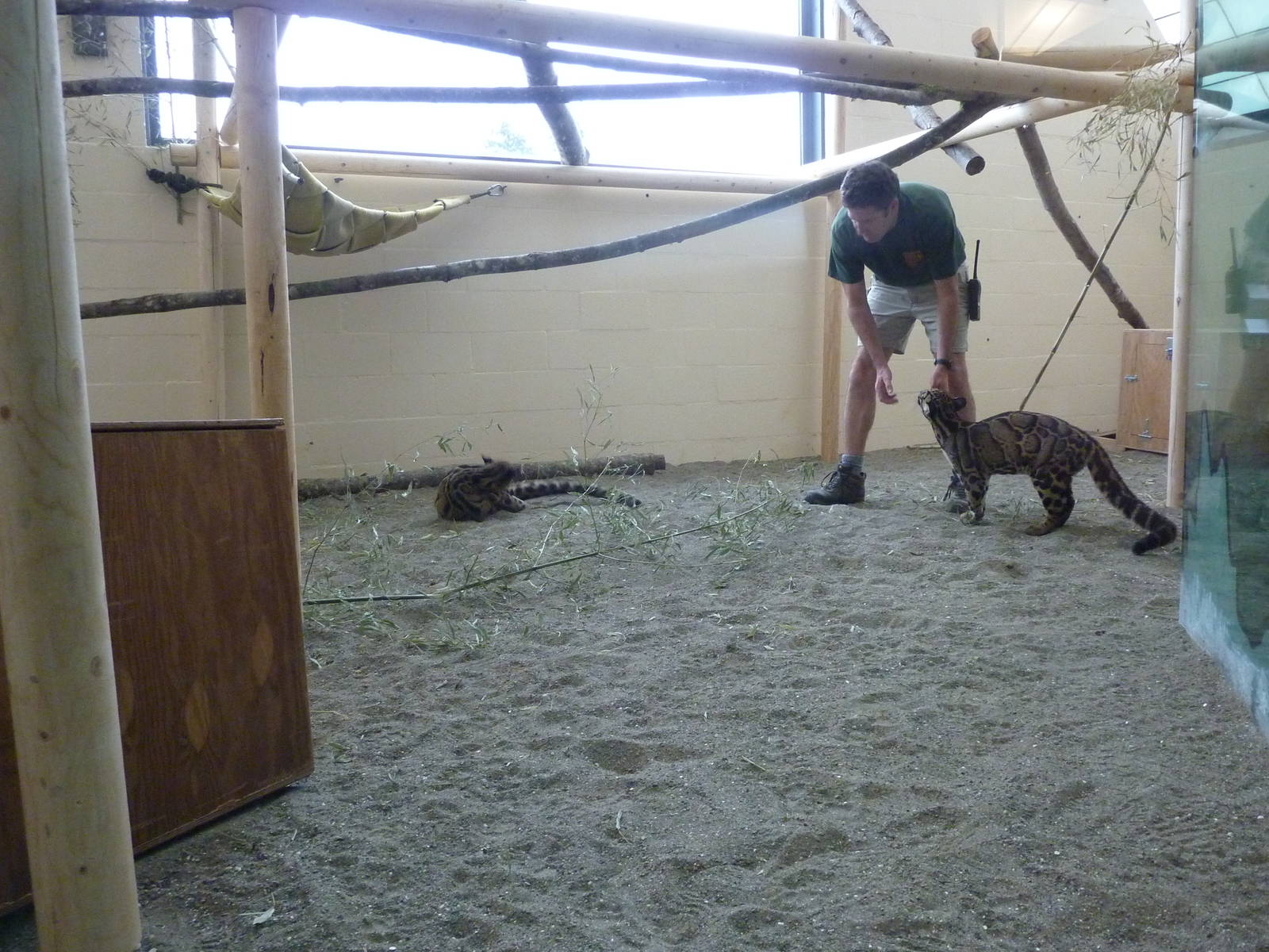 Asian Forest Sanctuary - Clouded Leopards