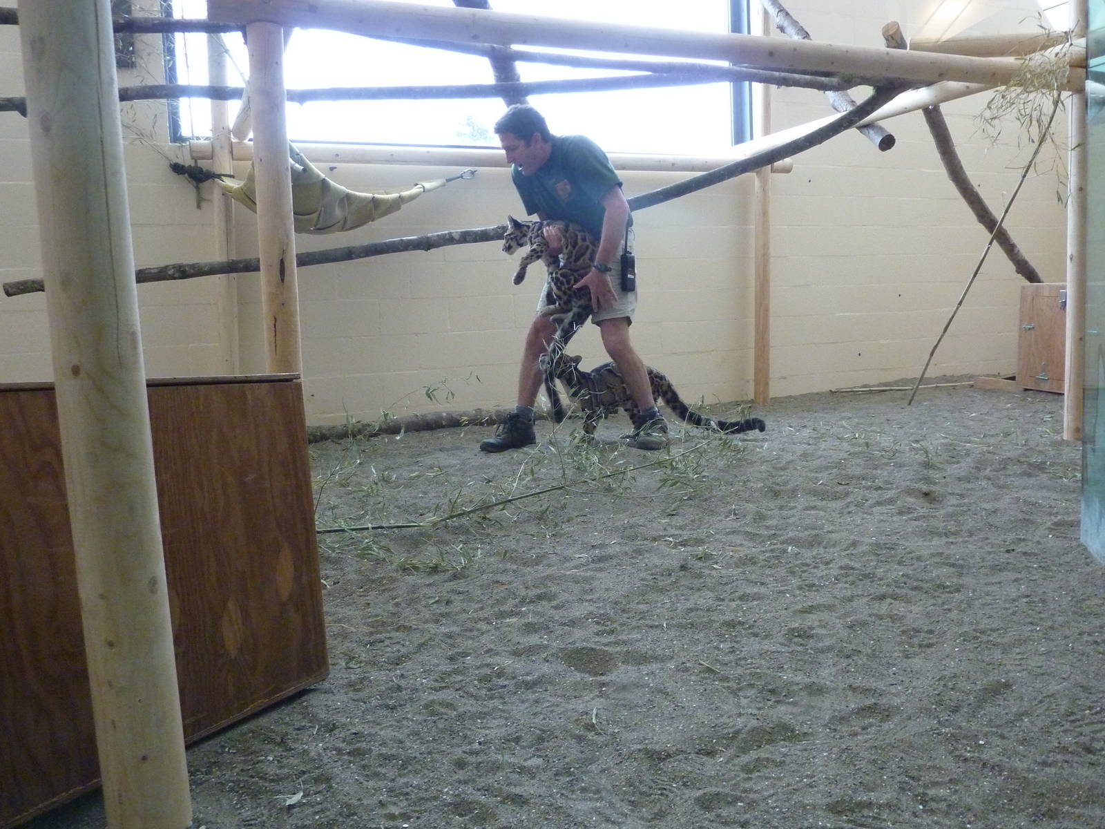 Asian Forest Sanctuary - Clouded Leopards