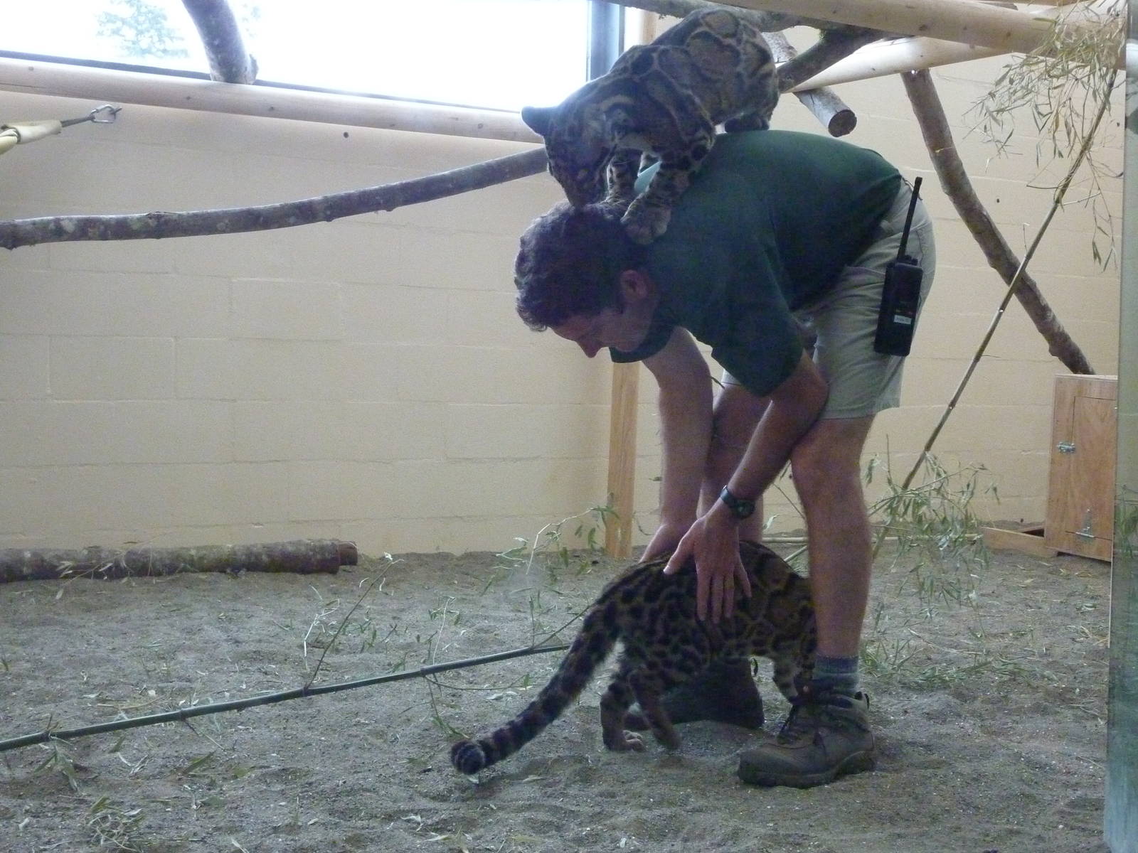 Asian Forest Sanctuary - Clouded Leopards