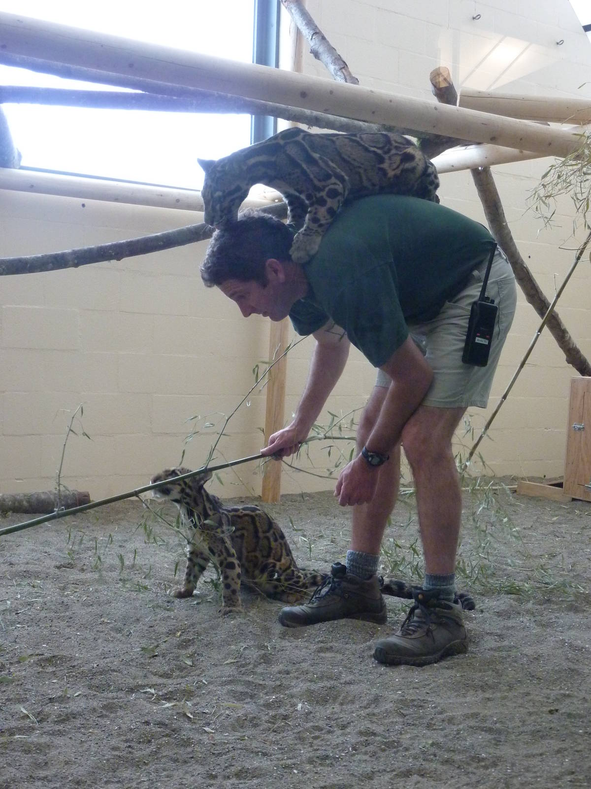 Asian Forest Sanctuary - Clouded Leopards