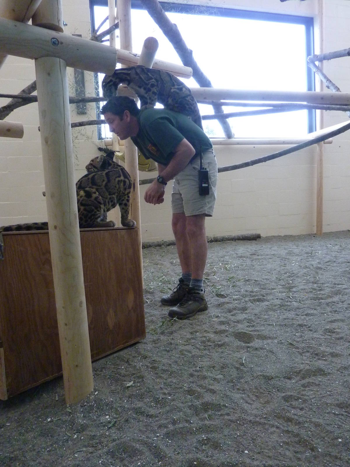 Asian Forest Sanctuary - Clouded Leopards