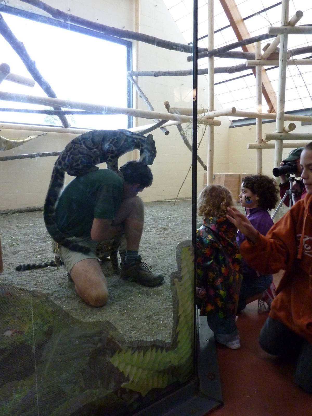Asian Forest Sanctuary - Clouded Leopards
