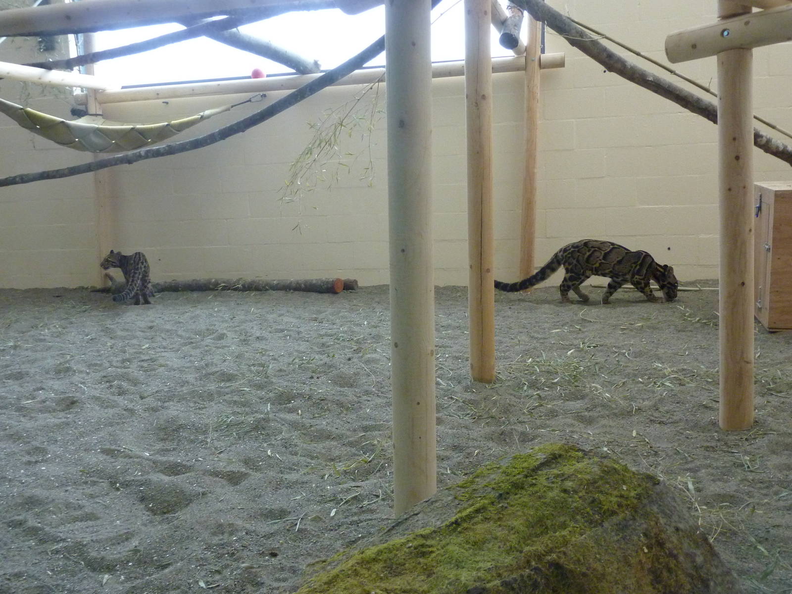 Asian Forest Sanctuary - Clouded Leopards