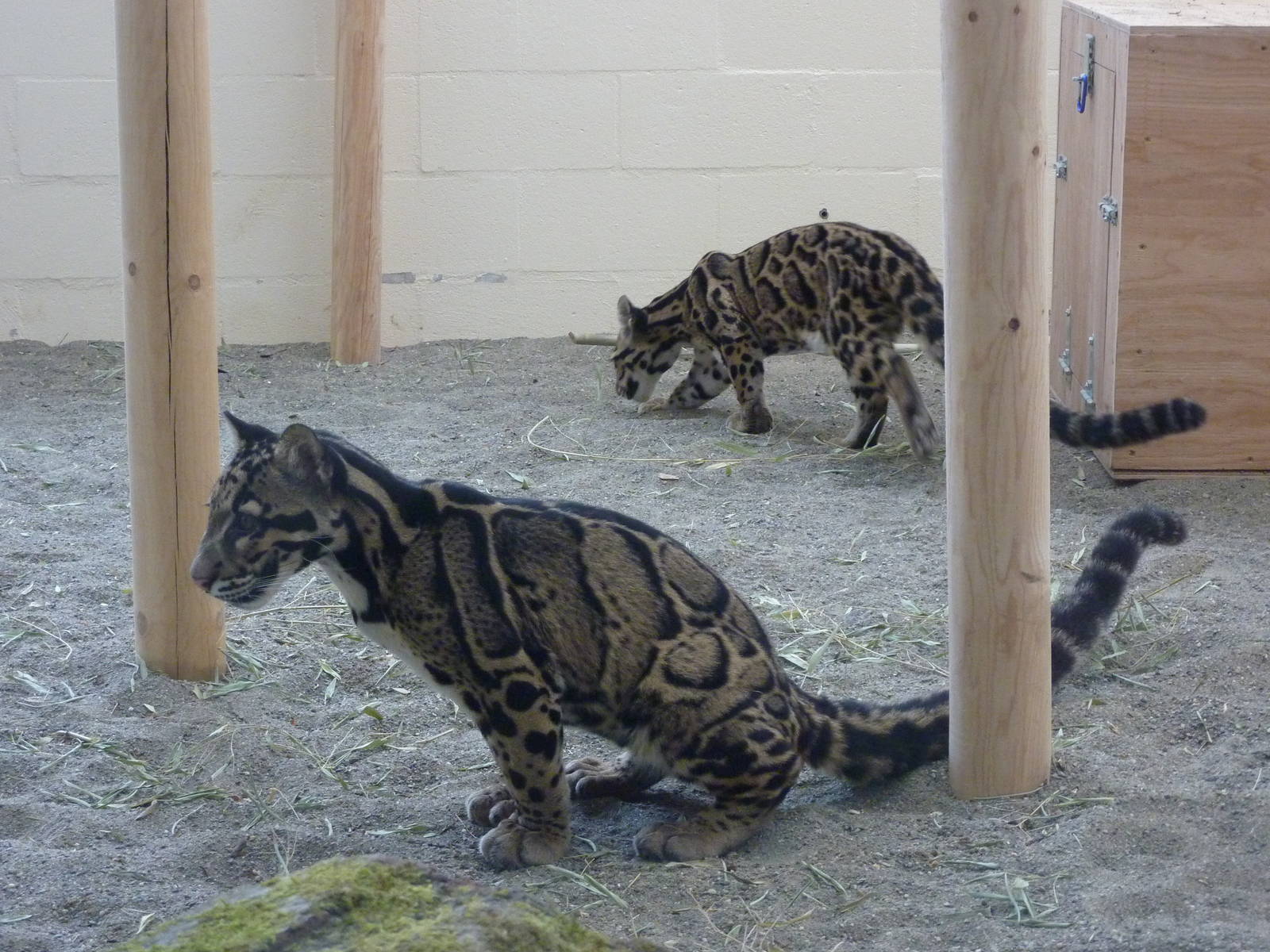 Asian Forest Sanctuary - Clouded Leopards