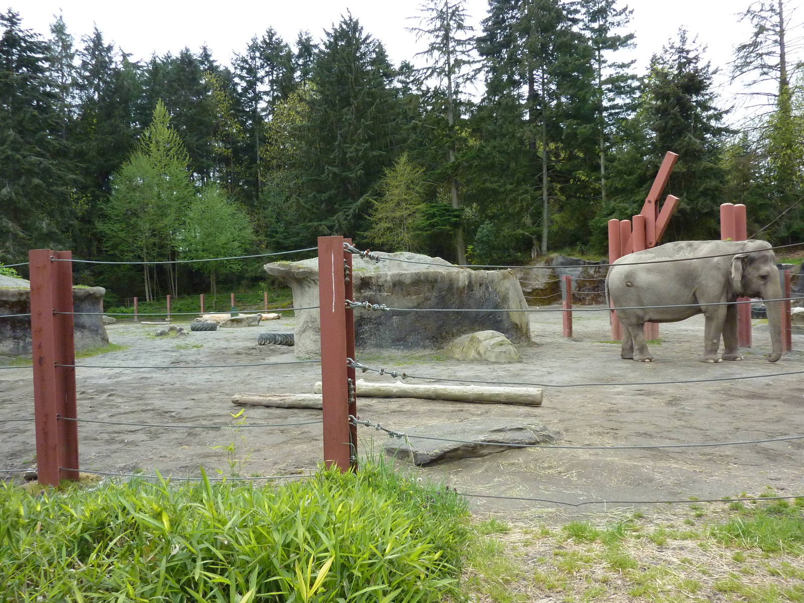 Asian Forest Sanctuary - Elephant Enclosure