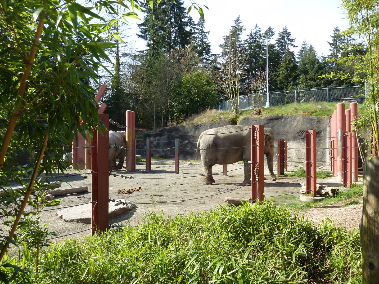 Asian Forest Sanctuary - Elephant Exhibit