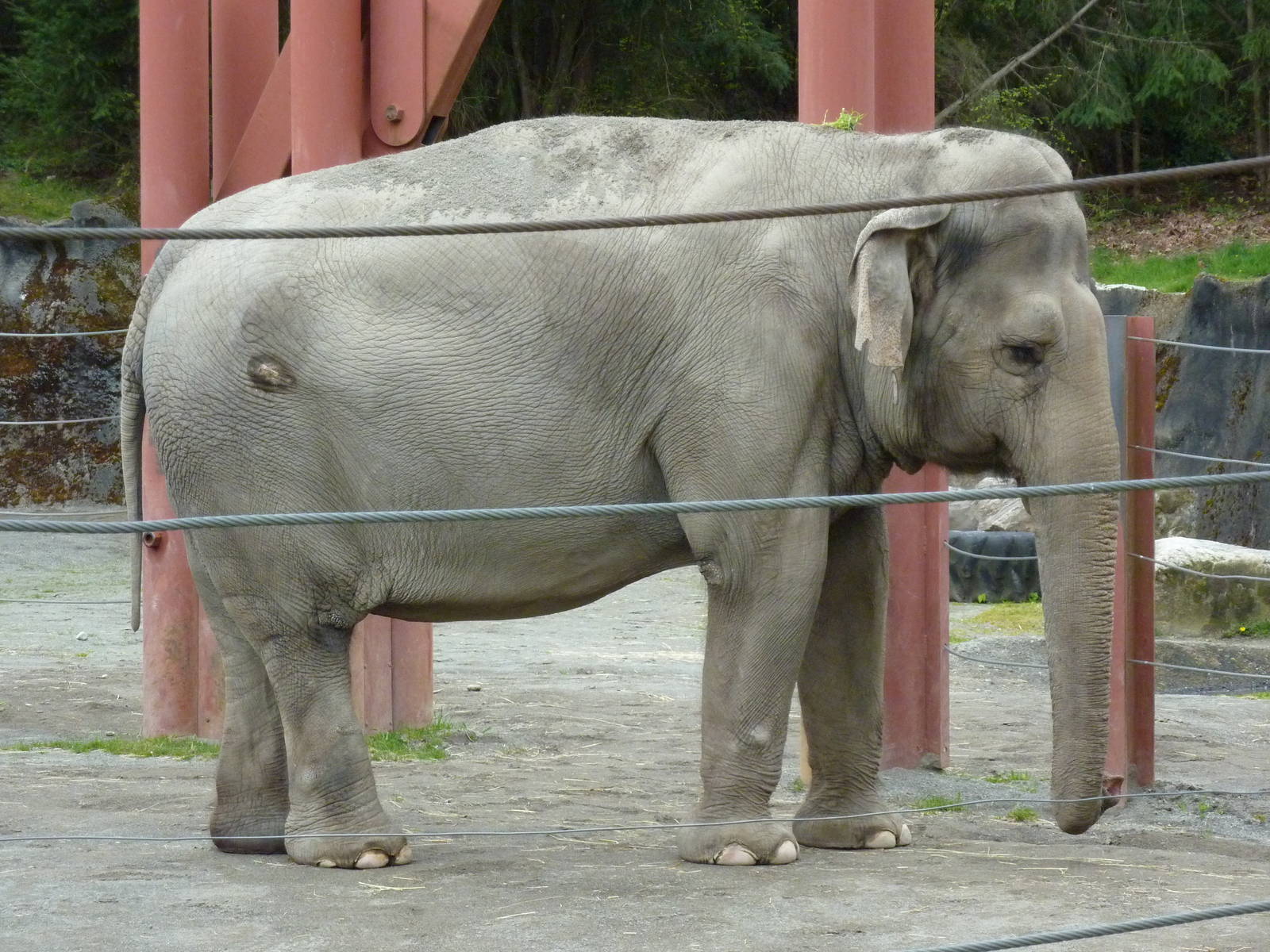 Asian Forest Sanctuary - Elephant
