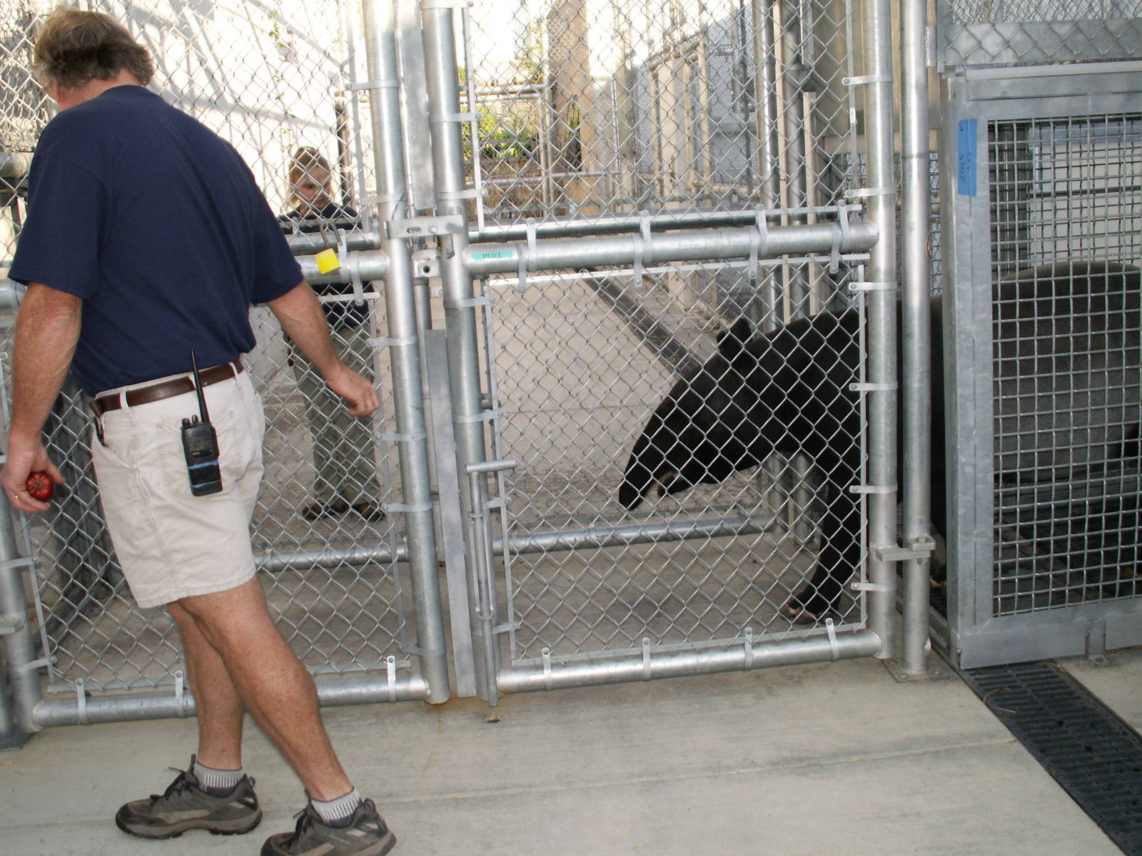 asian forest sanctuary holding area - malayan tapir on the way out
