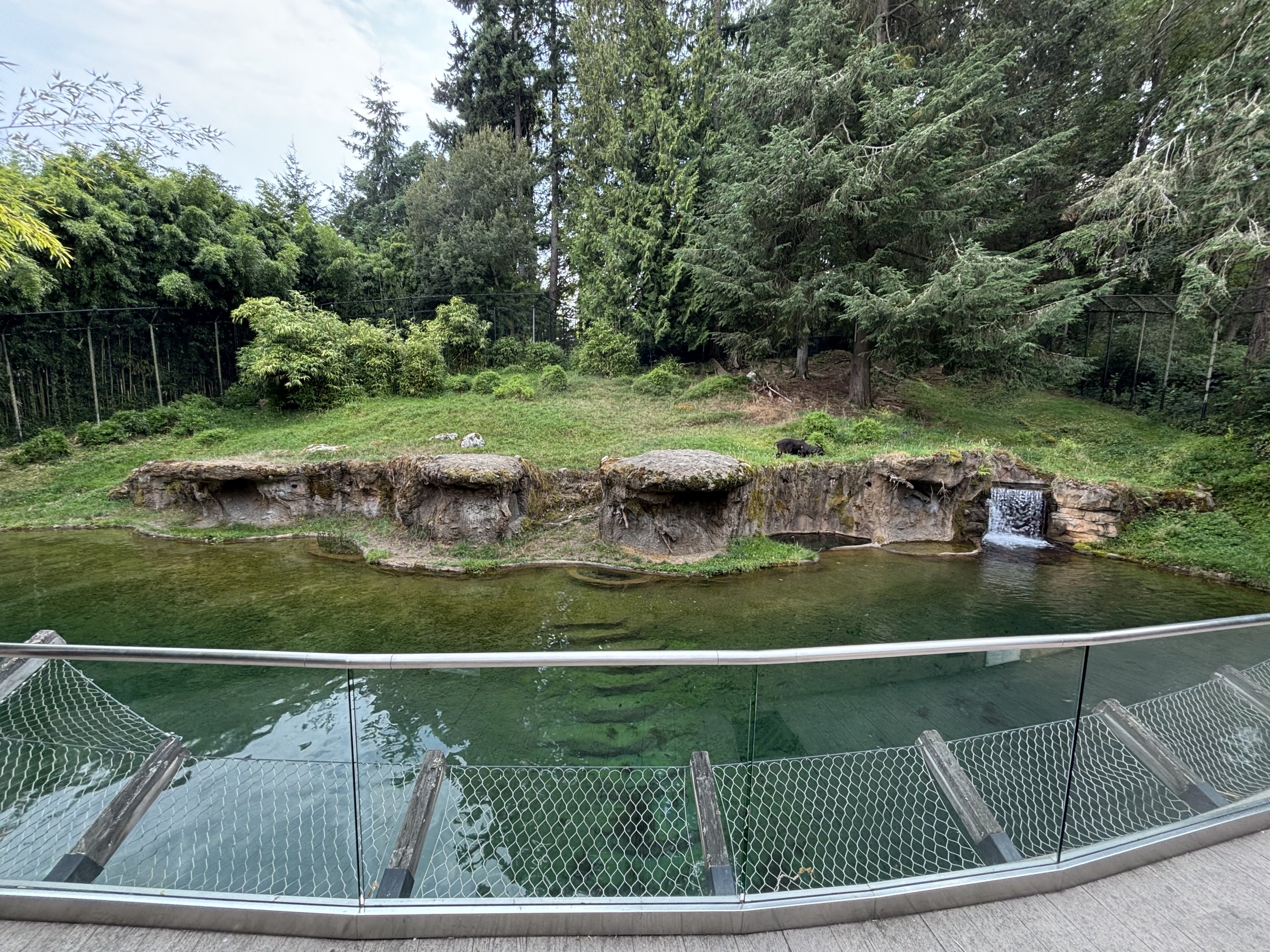 Asian Forest Sanctuary - Lowland Anoa was there