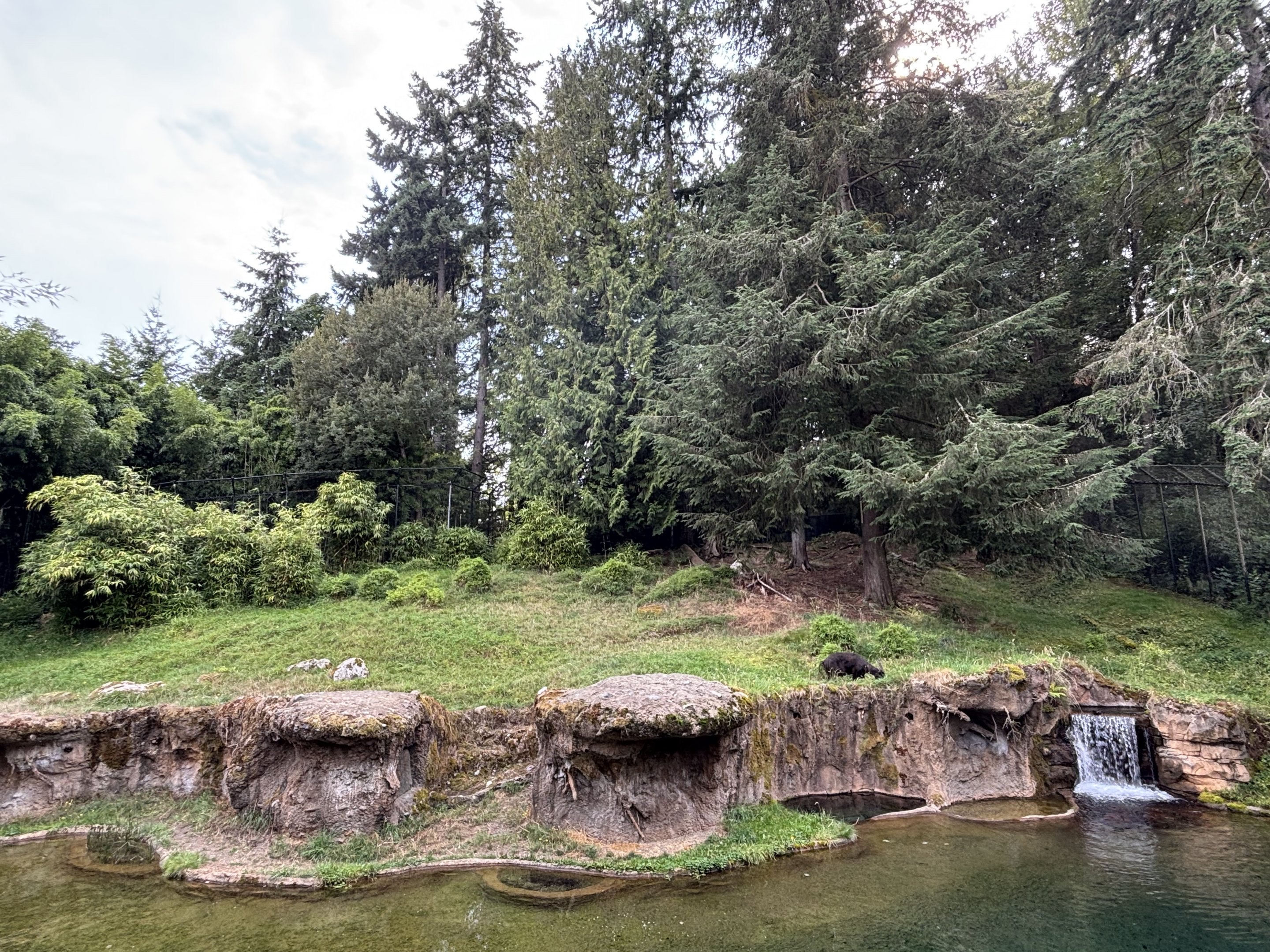 Asian Forest Sanctuary - Lowland Anoa was there