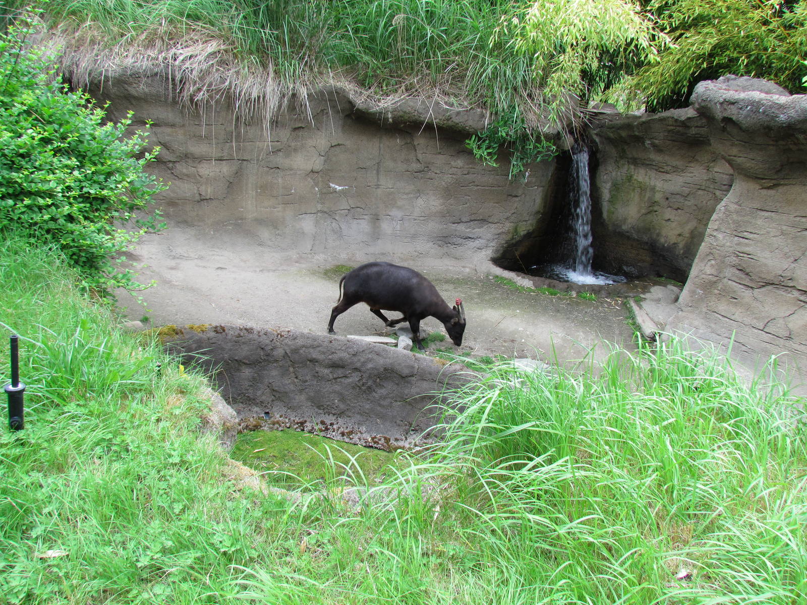 Asian Forest Sanctuary - Lowland Anoa