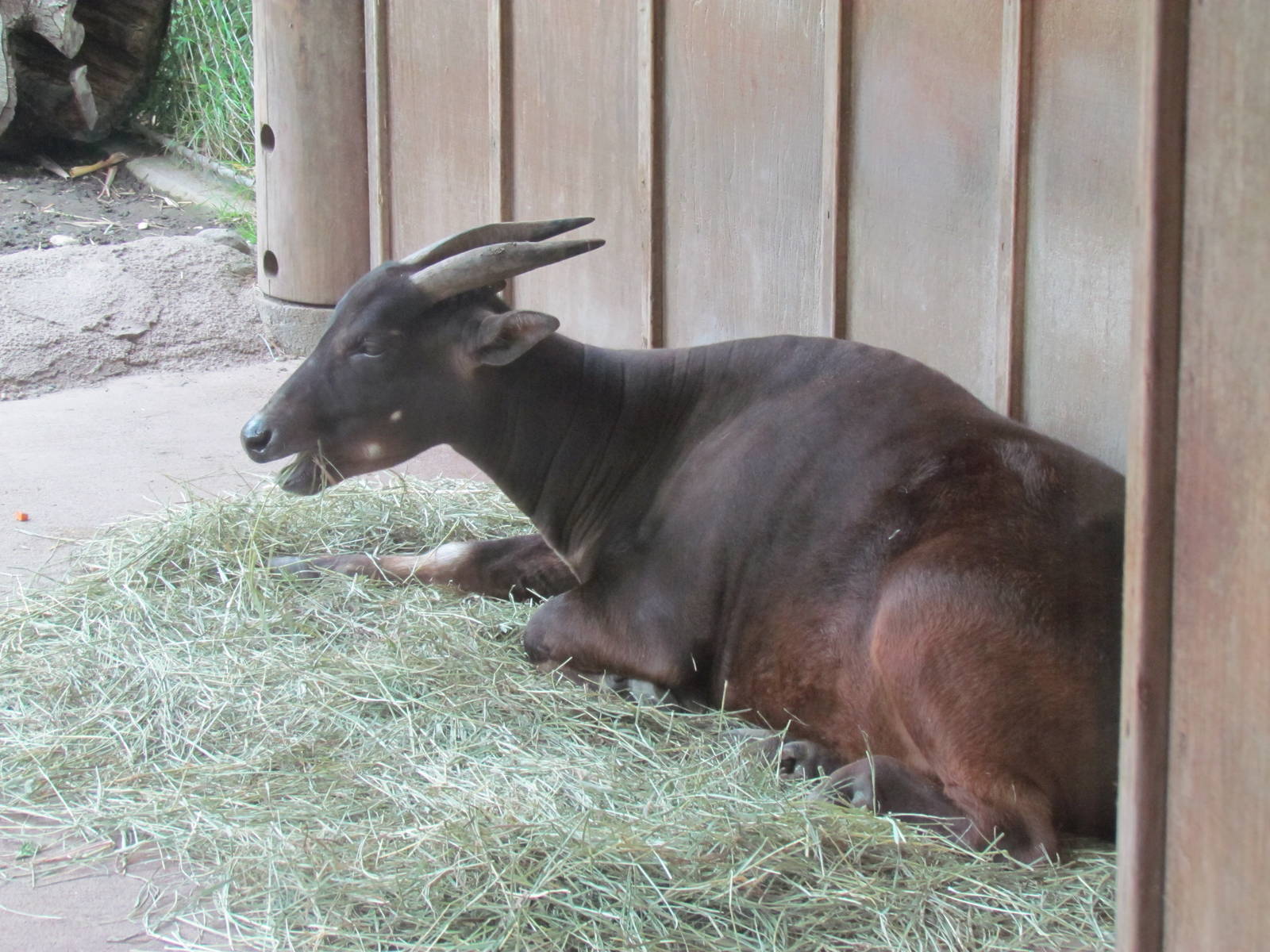 Asian Forest Sanctuary - Lowland Anoa