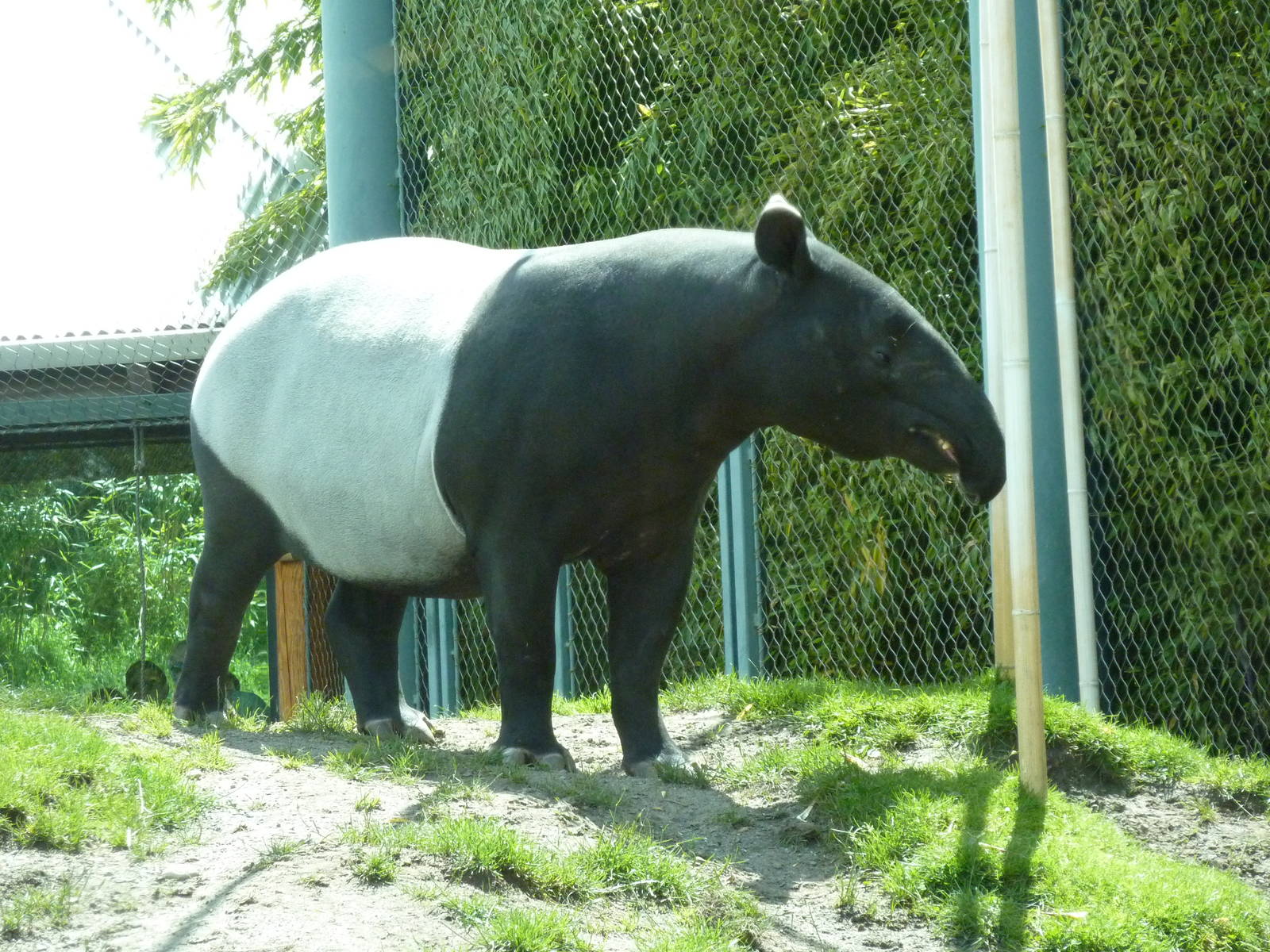 Asian Forest Sanctuary - Malayan Tapir