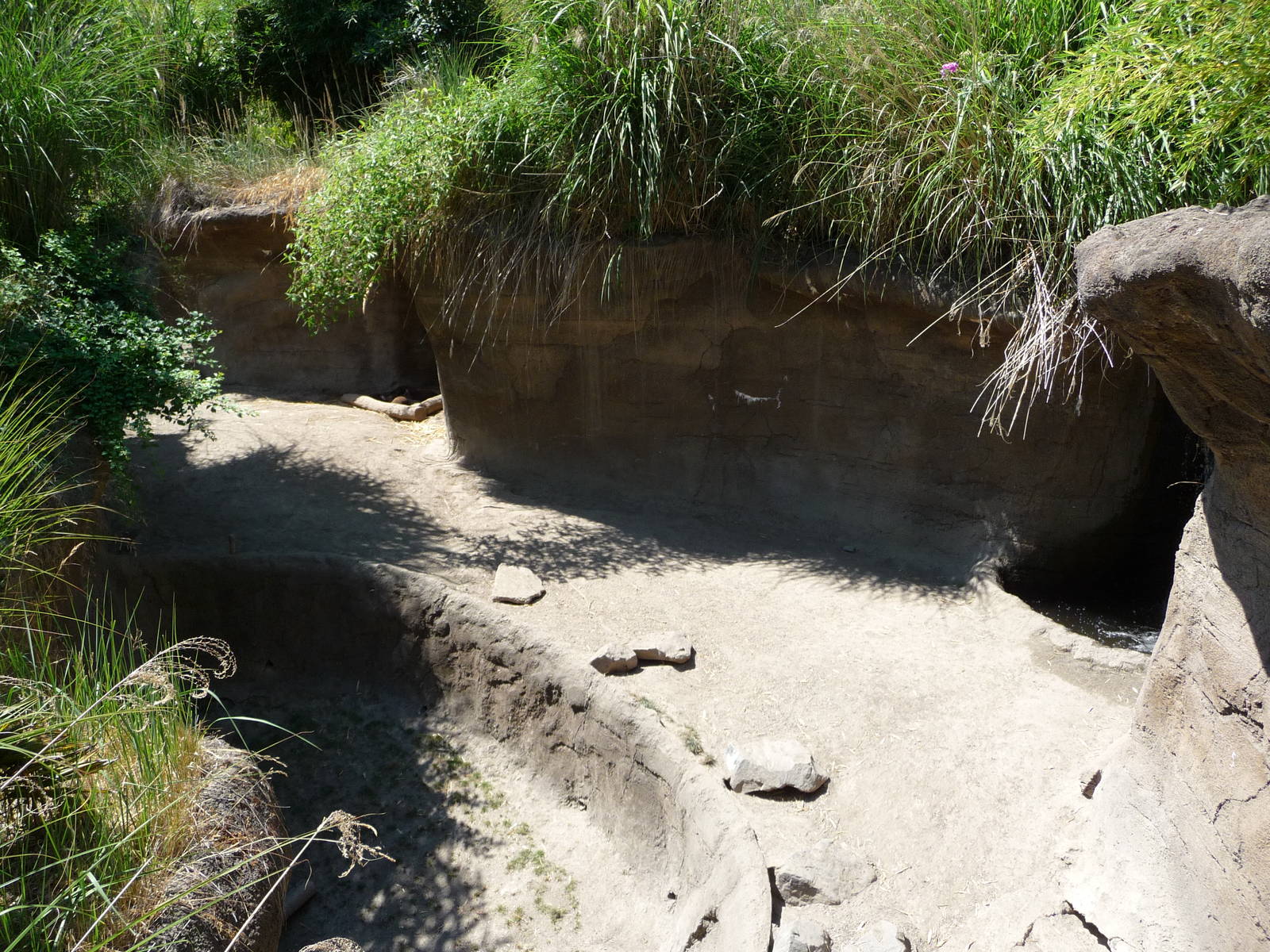 Asian Forest Sanctuary - Mineral Lick