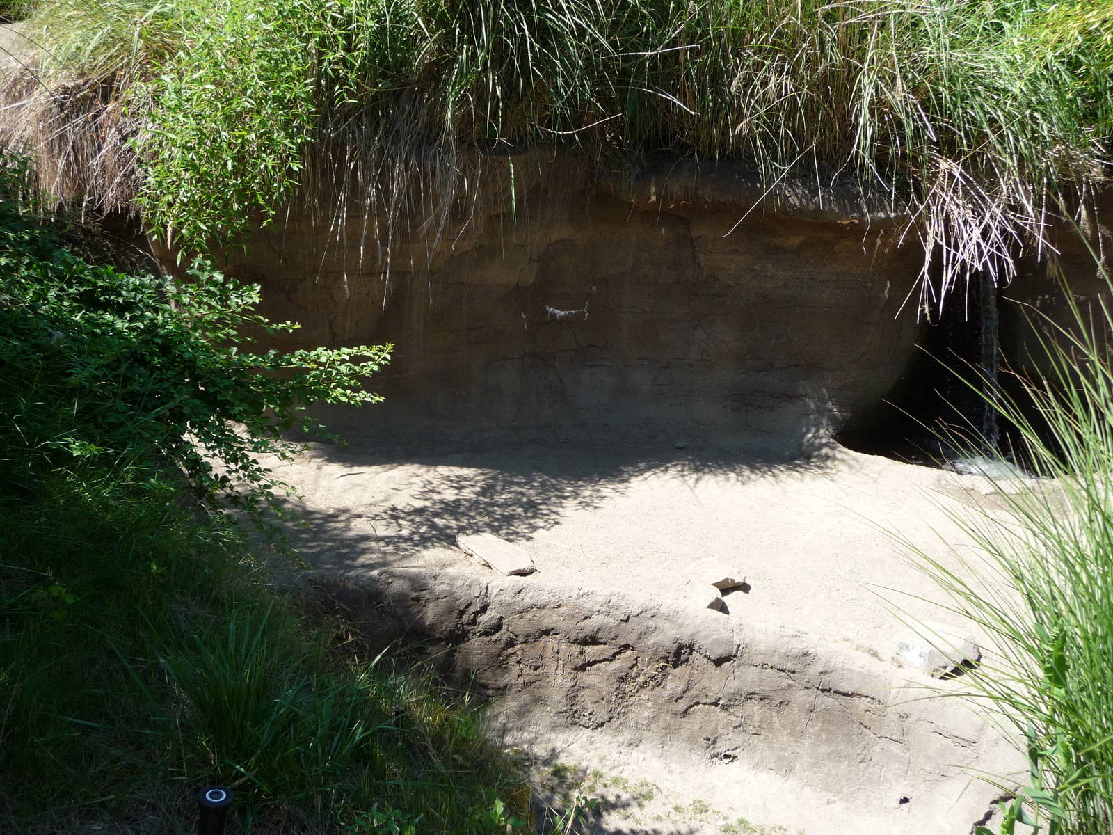 Asian Forest Sanctuary - Mineral Lick
