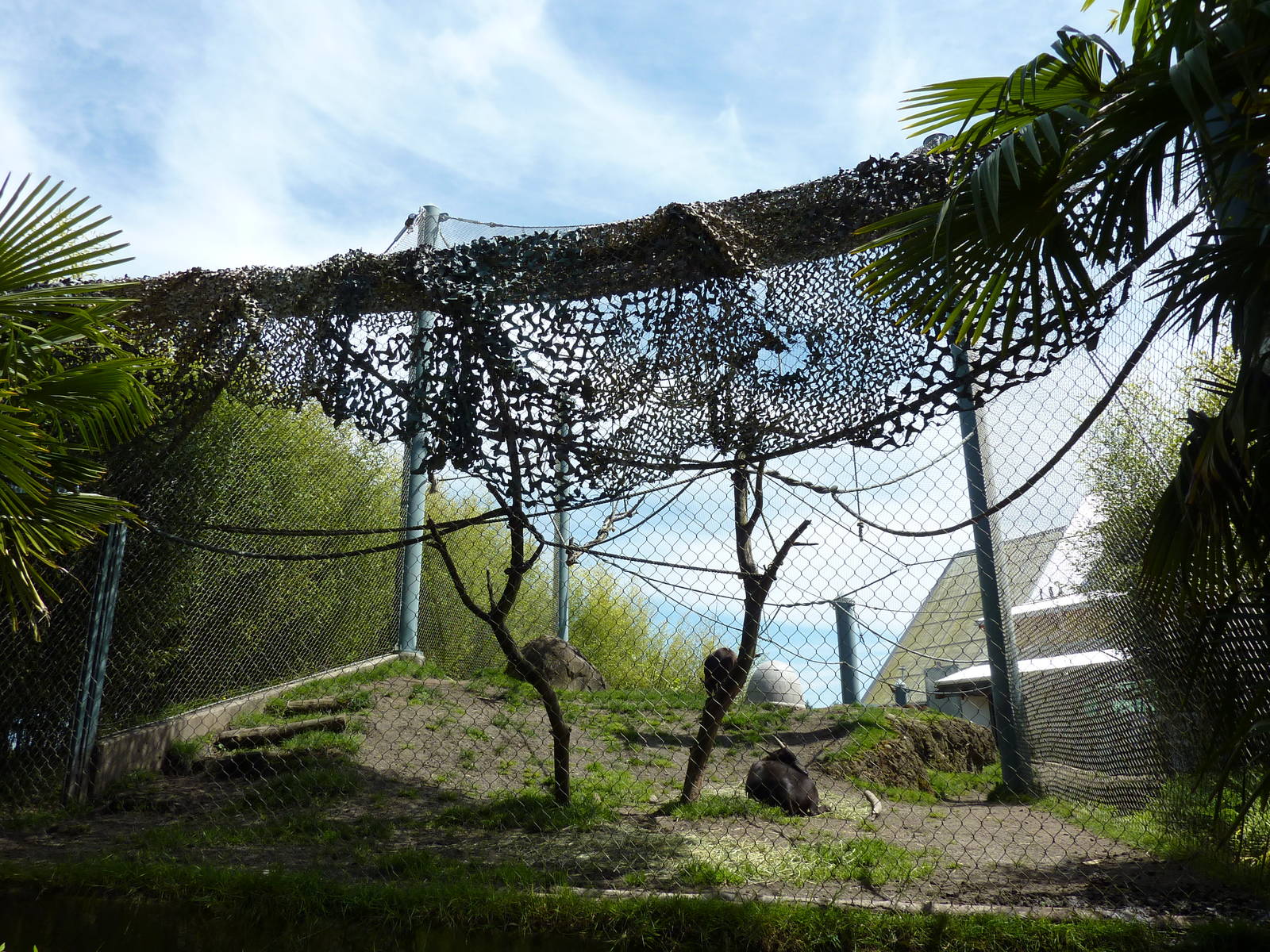 Asian Forest Sanctuary - Rotation Exhibit