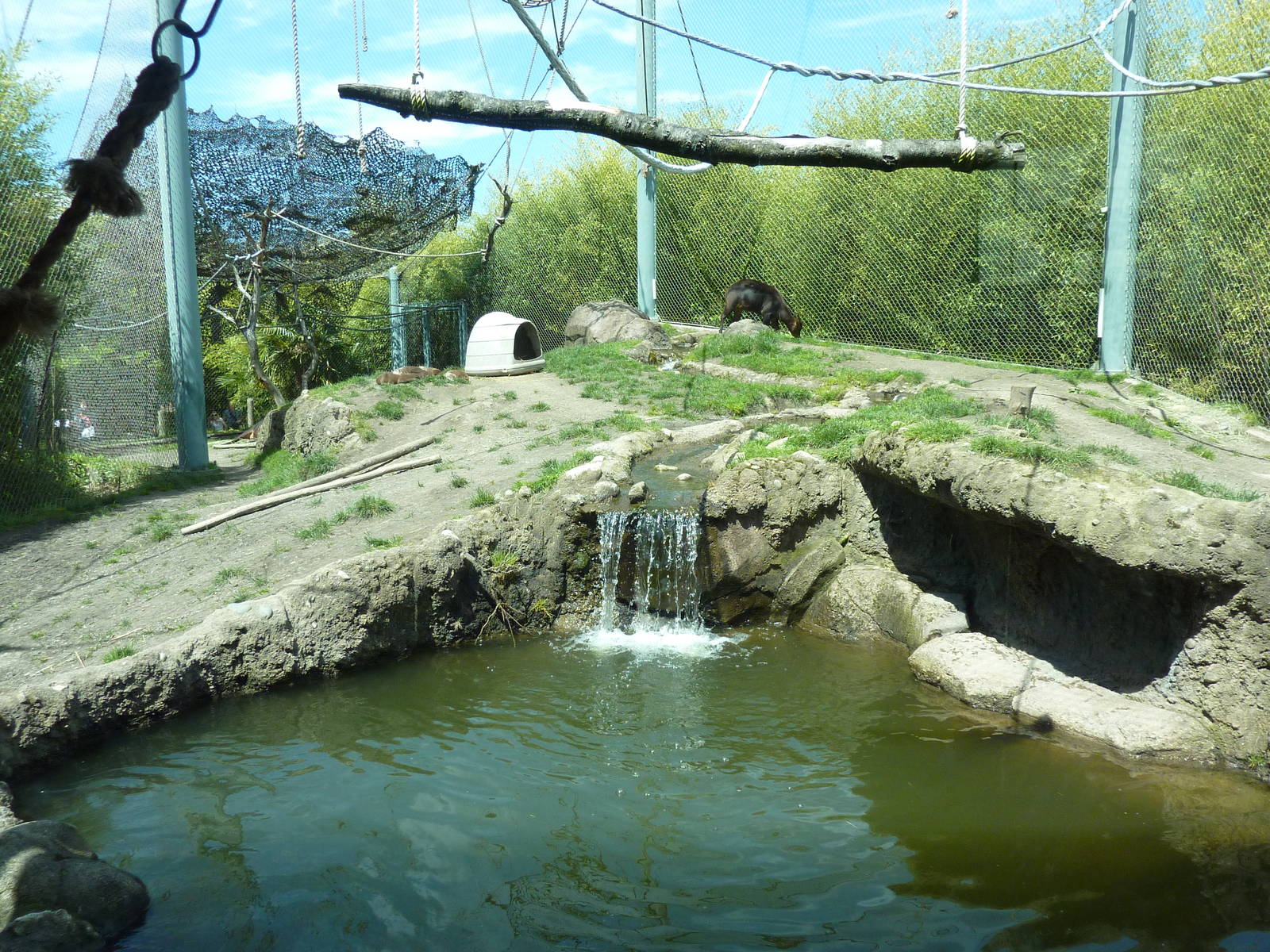 Asian Forest Sanctuary - Rotation Exhibit