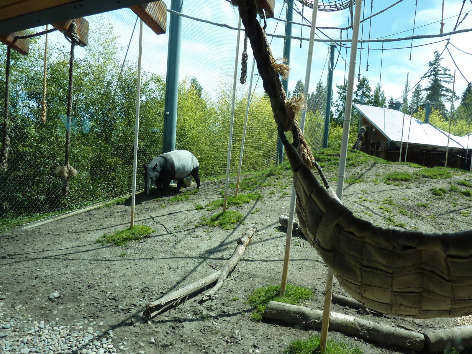 Asian Forest Sanctuary - Rotation Exhibit