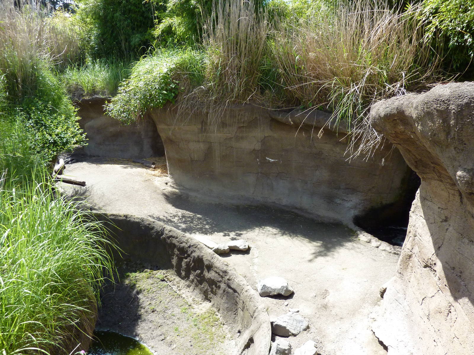 Asian Forest Sanctuary - Rotation Exhibit