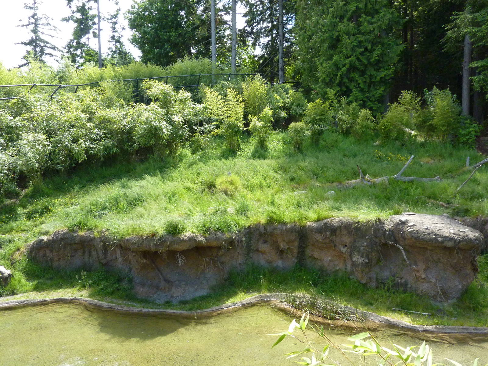 Asian Forest Sanctuary - Rotation Exhibit
