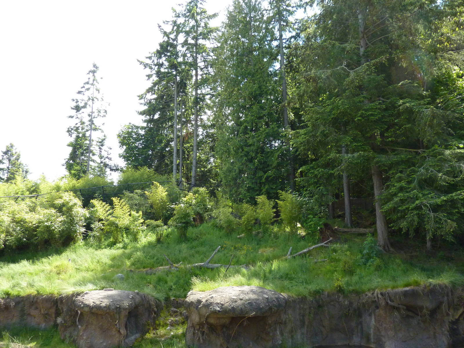 Asian Forest Sanctuary - Rotation Exhibit