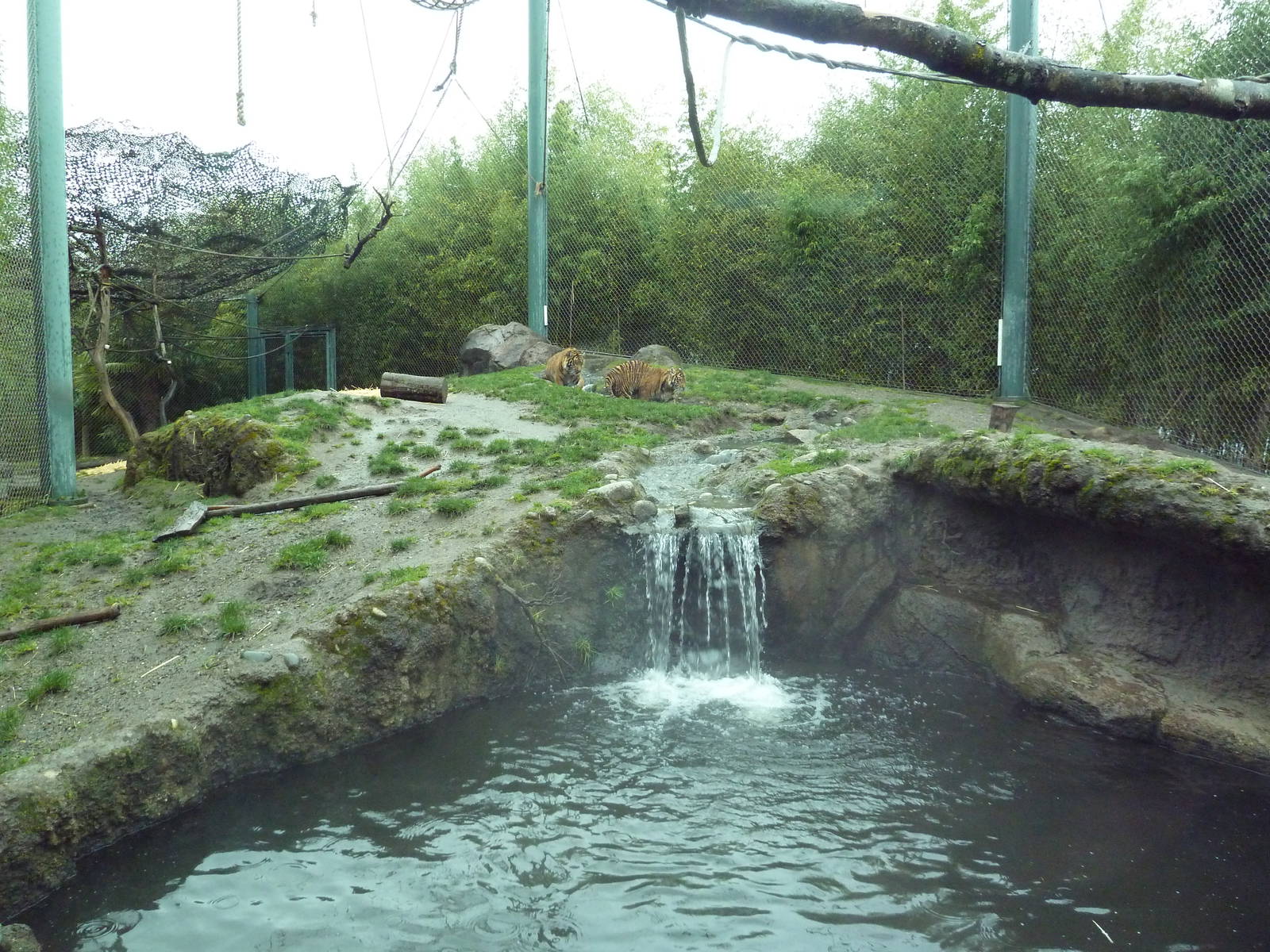 Asian Forest Sanctuary - Rotation Exhibit