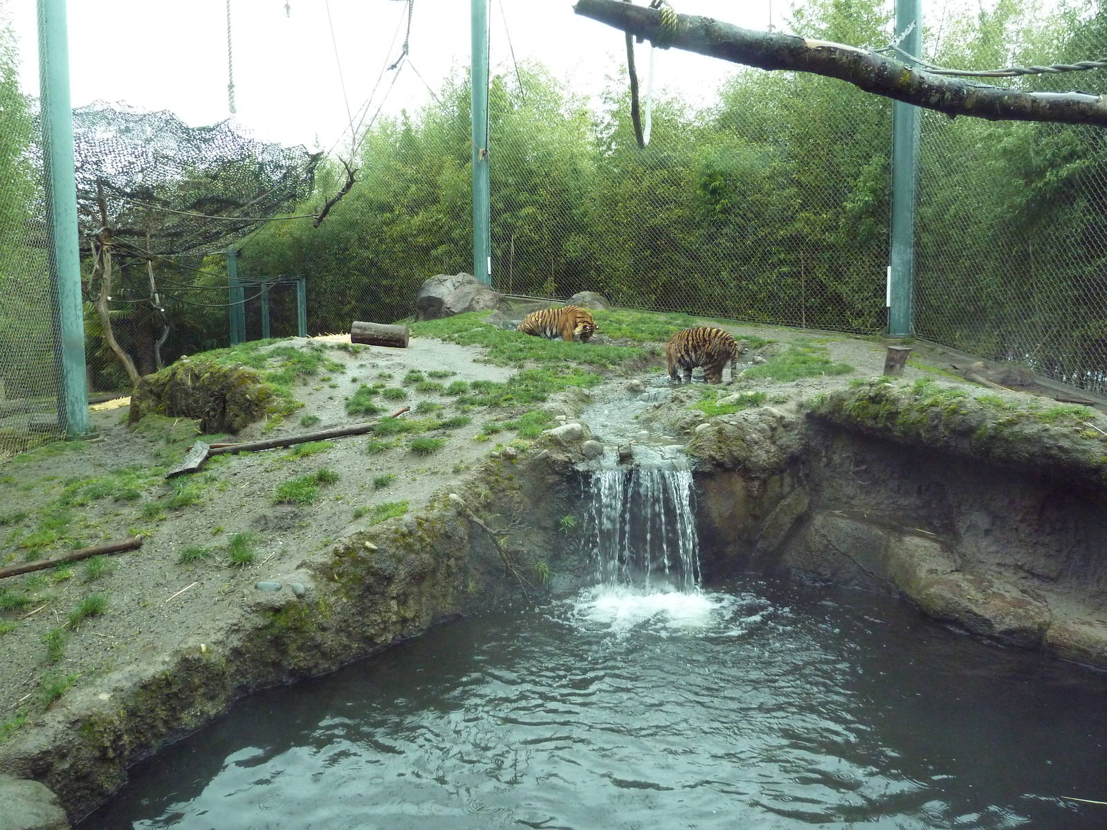 Asian Forest Sanctuary - Rotation Exhibit