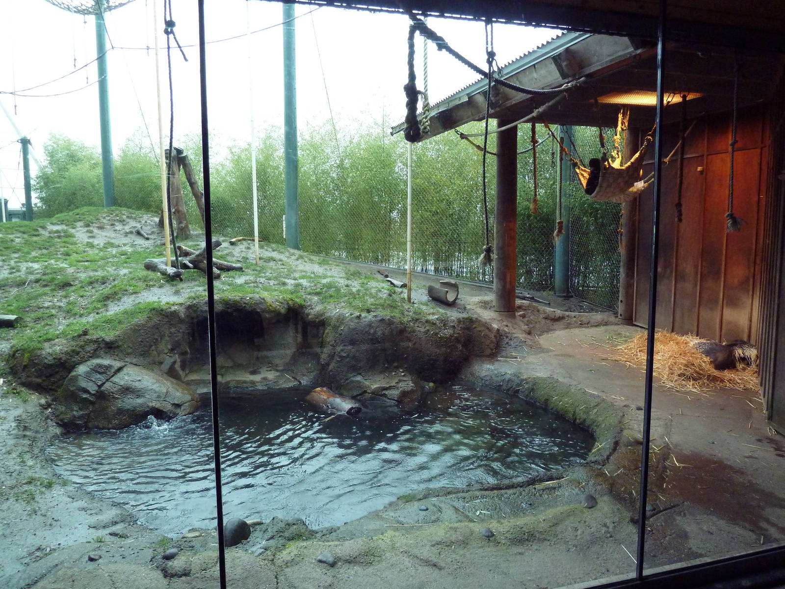 Asian Forest Sanctuary - Rotation Exhibit