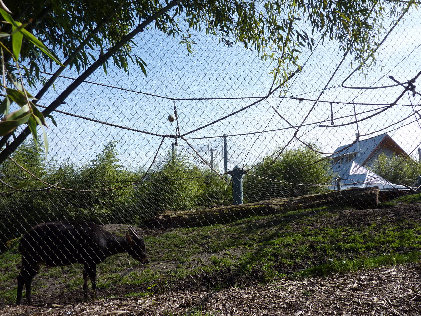 Asian Forest Sanctuary - Rotation Exhibit