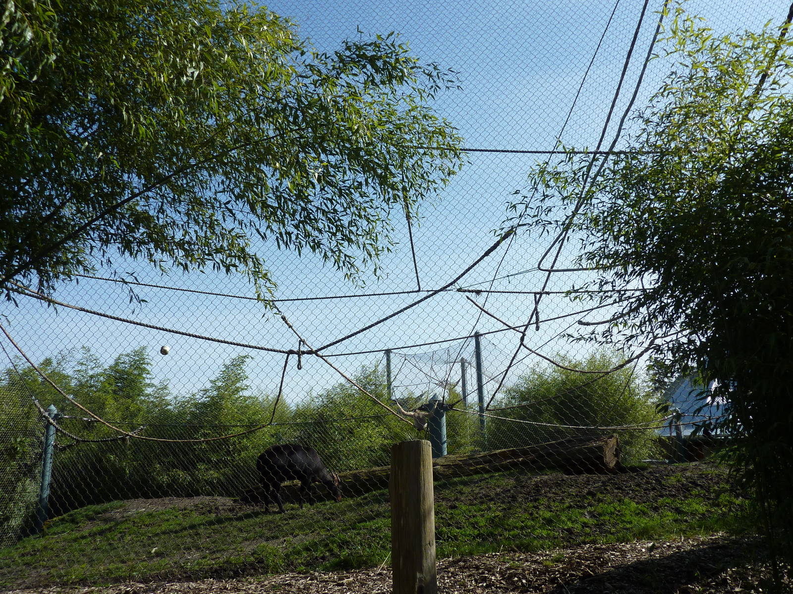 Asian Forest Sanctuary - Rotation Exhibit