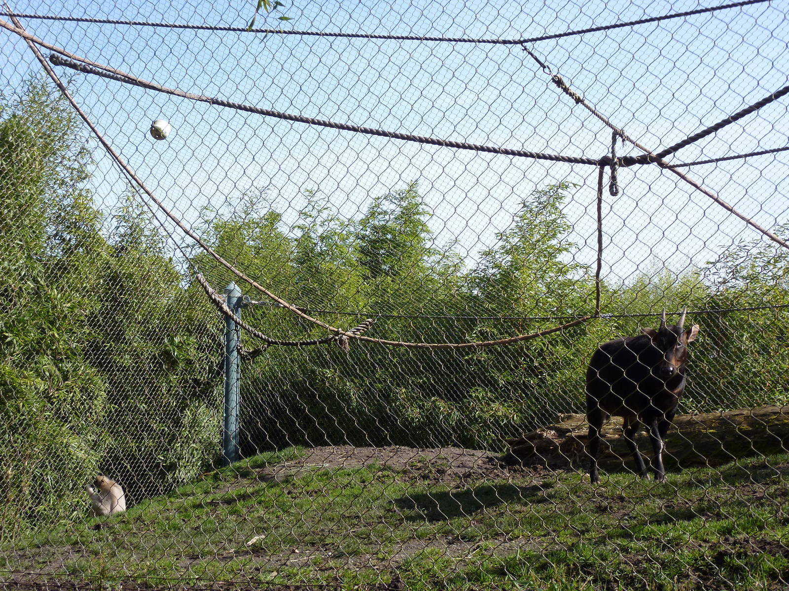 Asian Forest Sanctuary - Rotation Exhibit