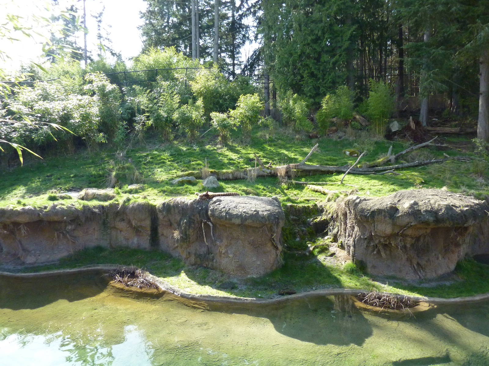Asian Forest Sanctuary - Rotation Exhibit