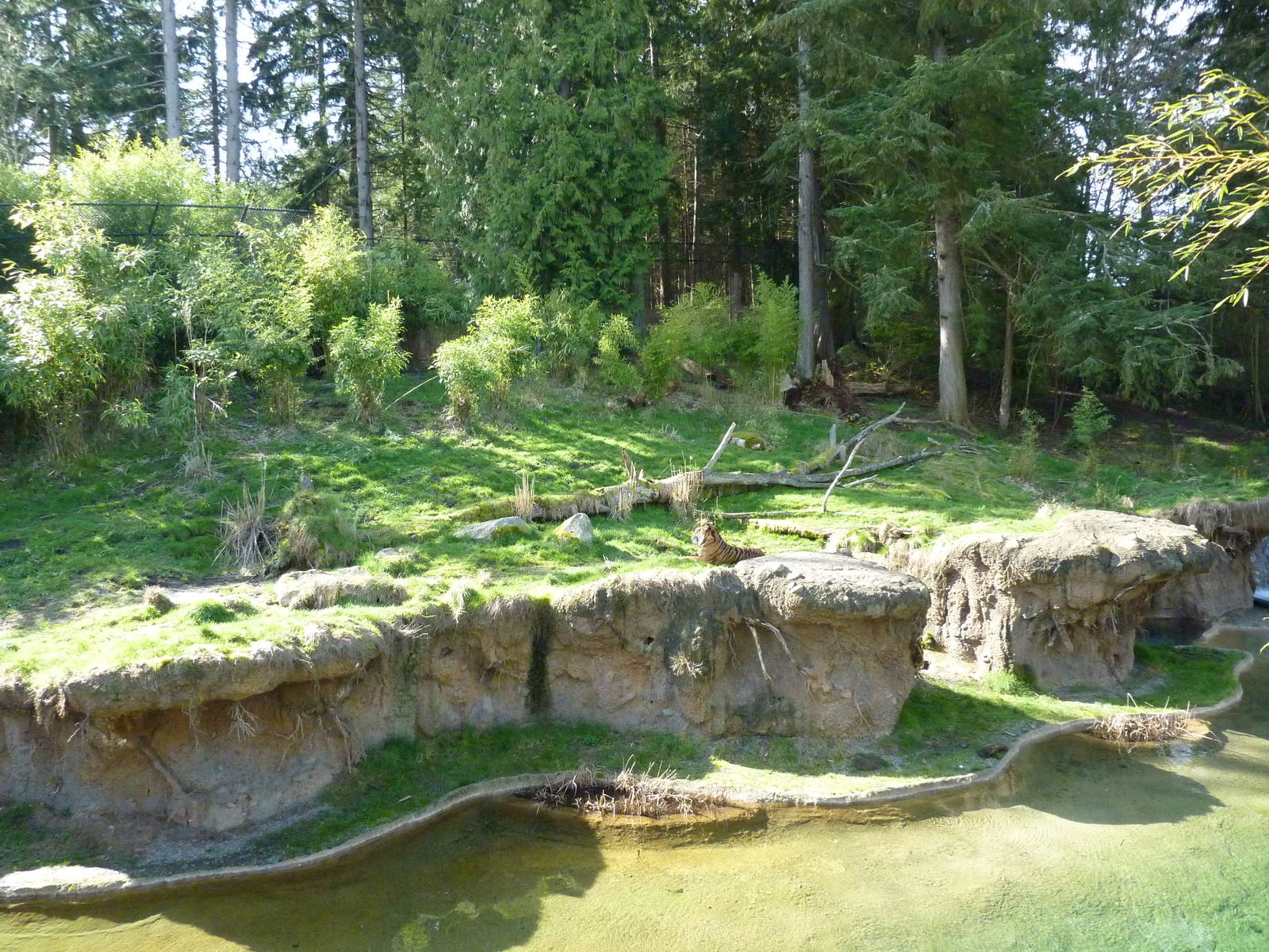Asian Forest Sanctuary - Rotation Exhibit