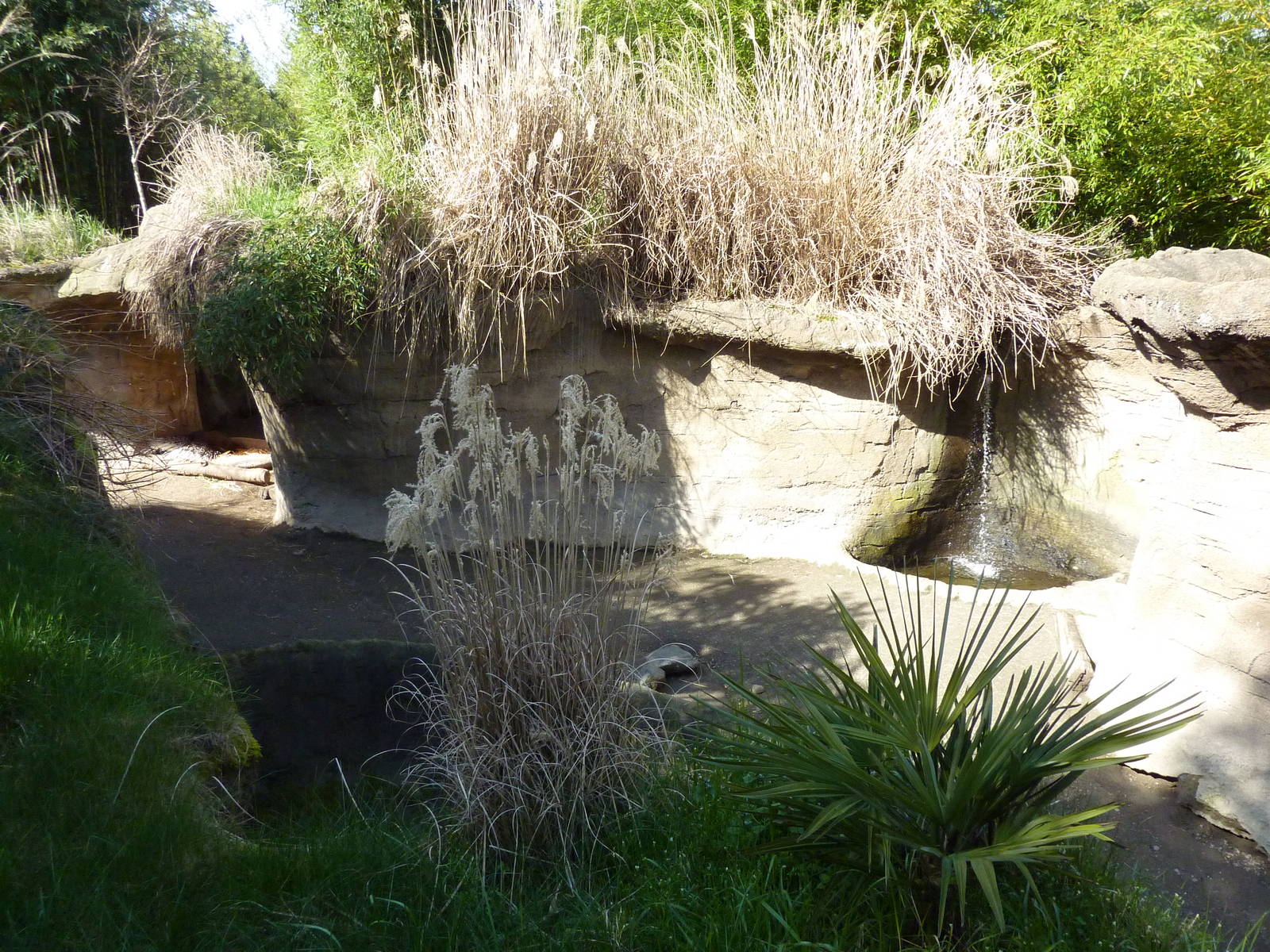 Asian Forest Sanctuary - Rotation Exhibit