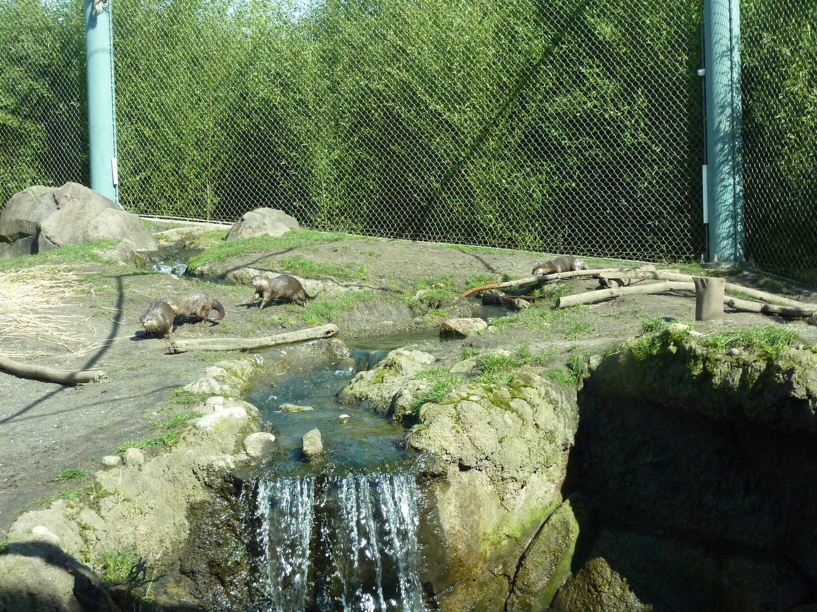 Asian Forest Sanctuary - Rotation Exhibit