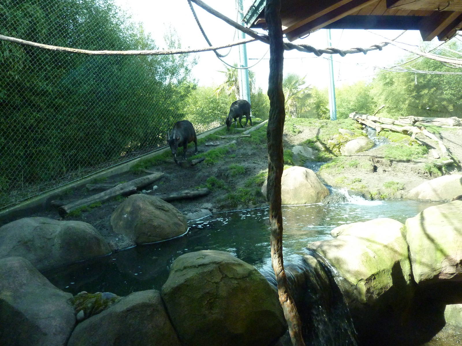 Asian Forest Sanctuary - Rotation Exhibit