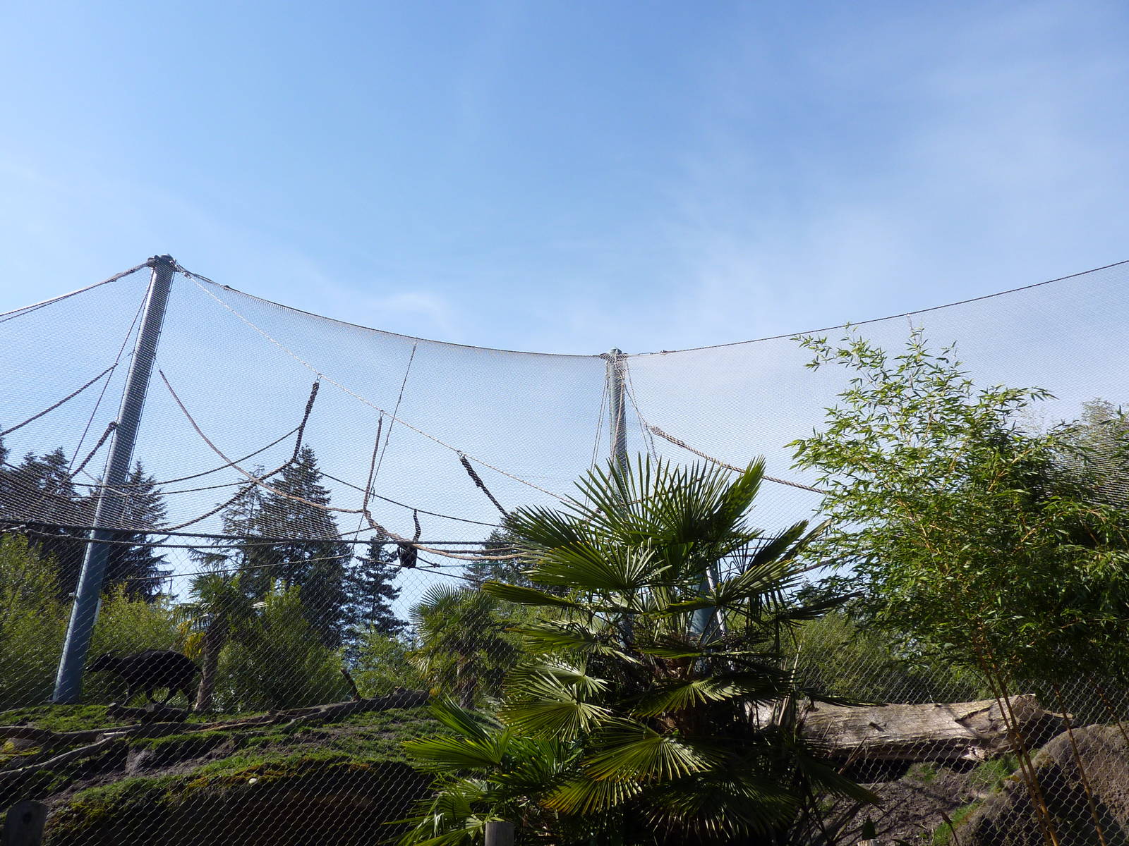 Asian Forest Sanctuary - Rotation Exhibit